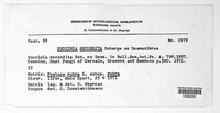 Puccinia recondita image